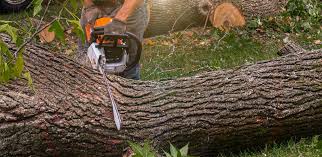  Lonville, GA Tree Care Pros