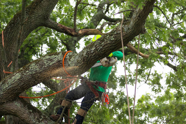 Reliable Loganville, GA Tree Care Solutions