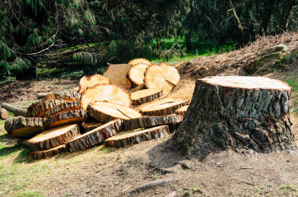 Best Storm Damage Tree Cleanup  in Lonville, GA